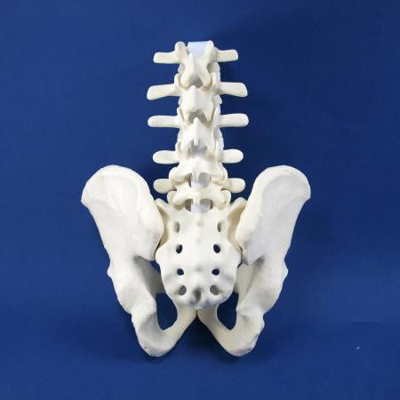 腰脊柱解剖模型- LS01P - Créaplast - 腔静脉/ 髋骨/ 骶骨