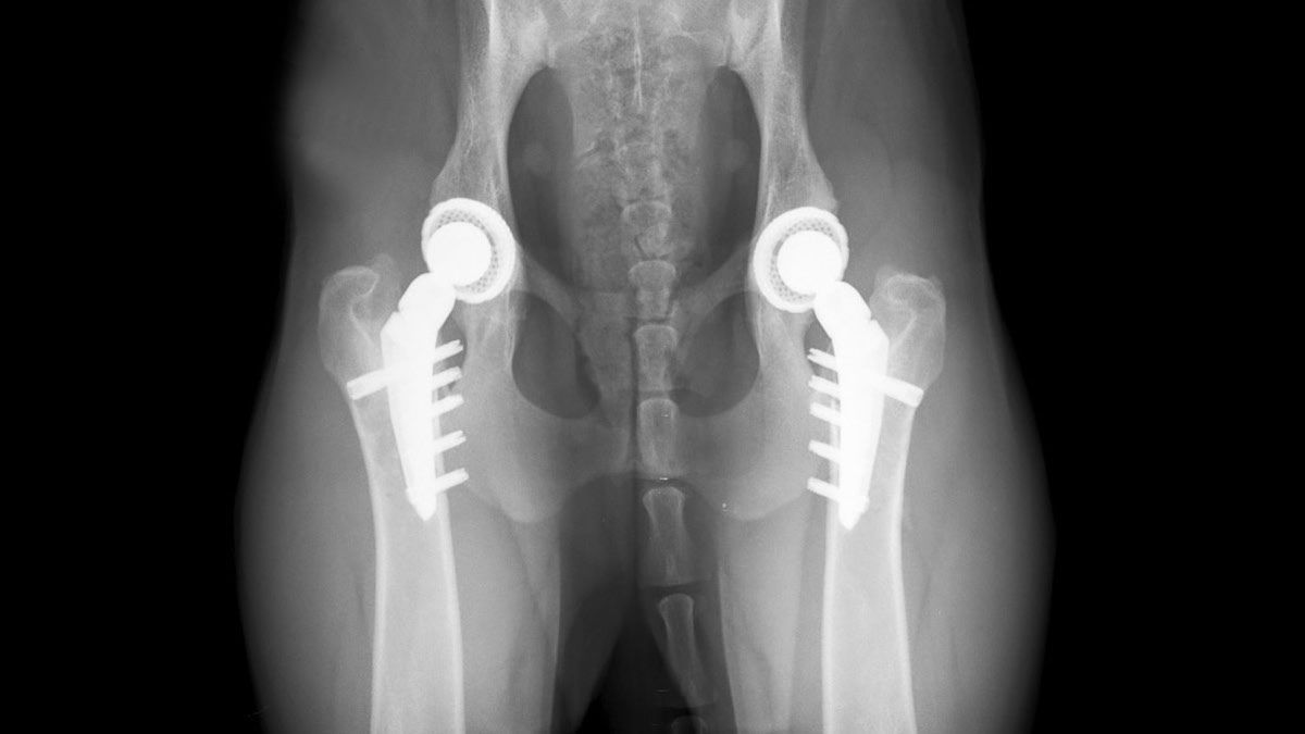 非骨水泥兽用髋关节假体- Zurich THR - KYON - 髋骨整体关节造型术/ 犬用