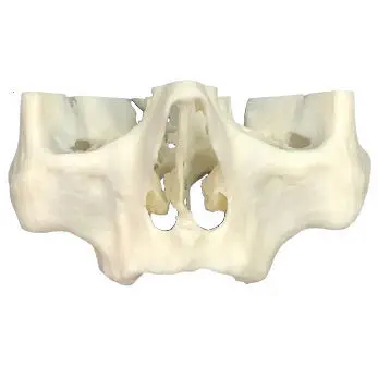 骨模型 123591-18681865.webp