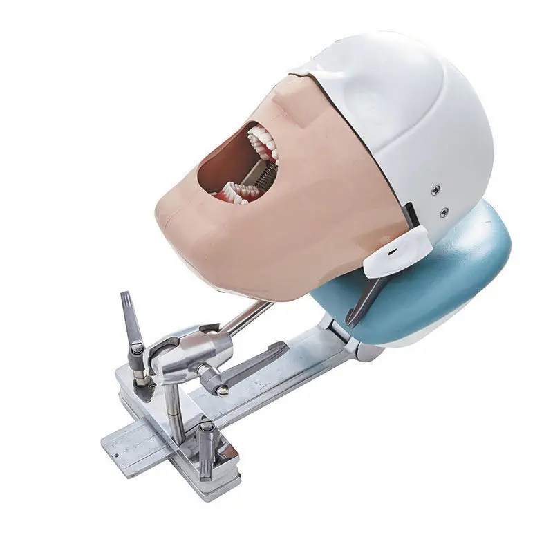 口腔护理医学教学模型- JG-C8 - FOSHAN JINGLE MEDICAL EQUIPMENT CO