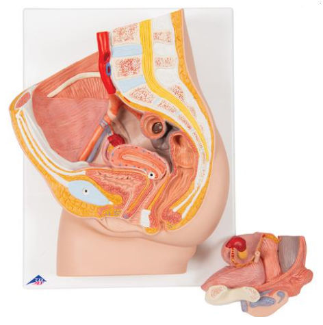 ANATOMY - FEMALE 解剖学模型 67454-16672659.jpg