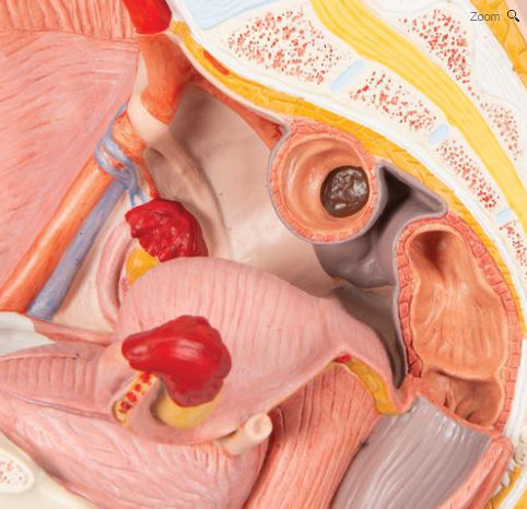 ANATOMY - FEMALE 解剖学模型 楽天市場】female anatomy modelの通販