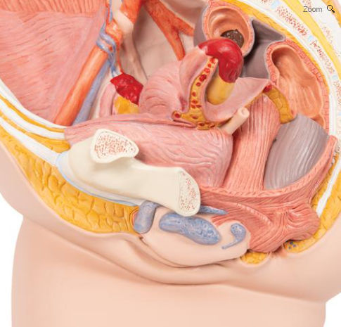 骨盆解剖模型- H10 - 3B Scientific /德国3B Scientific - 教学/ 妊娠