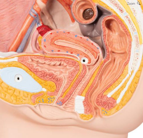 骨盆解剖模型- H10 - 3B Scientific /德国3B Scientific - 教学/ 妊娠