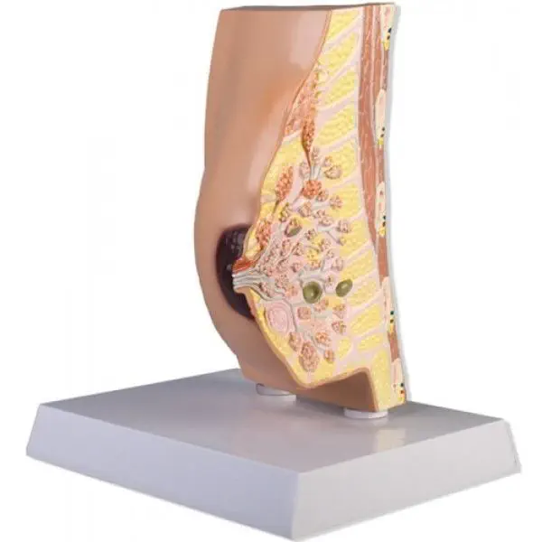 乳房解剖模型- ZKL-117-B - Educational + Scientific Products Ltd