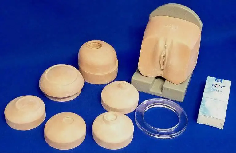 子宫颈解剖模型- ZKK-488-C - Educational + Scientific Products Ltd