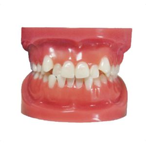 正畸操作训练模具 / 假牙 1