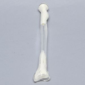 桡骨解剖模型