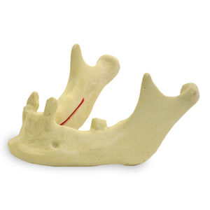 骨骼解剖模型