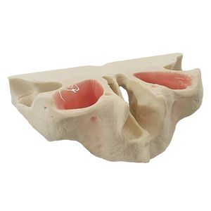 正畸操作训练模具 / 口腔