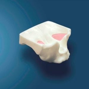 颌骨解剖模型