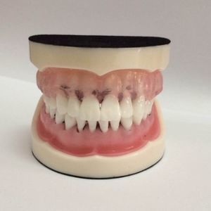 口腔解剖模型