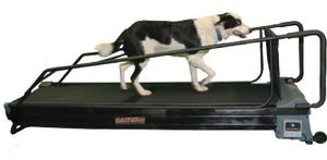 犬用兽用跑步机 1