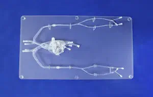 冠状动脉血管模型- PCI-21 - Trando 3D Medical Technology - 微创手术/ 培训/ 用于进入血管