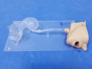 头部解剖模型