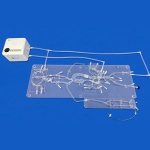 血管造影术解剖模型