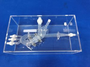 心脏血管模型 1
