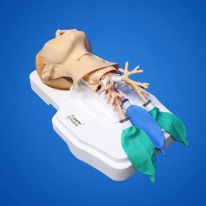 心肺护理医学教学模型