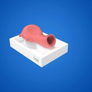 输尿管解剖模型