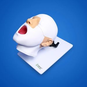 咽部解剖模型