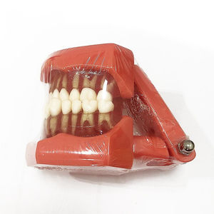 假牙解剖模型