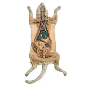 人体解剖模型- MWDW-006 - MeiWo Science - 兽用/ 猪