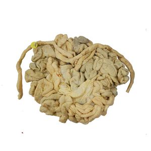 大肠解剖模型 1