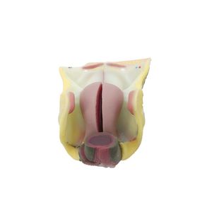 女性生殖器解剖模型 1