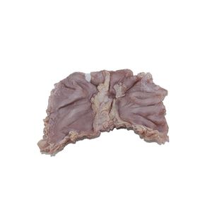 胃部解剖模型
