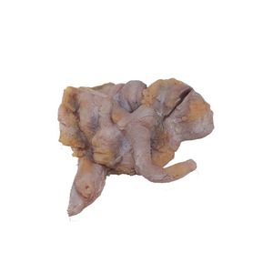 小肠解剖模型