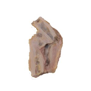 骨骼解剖模型