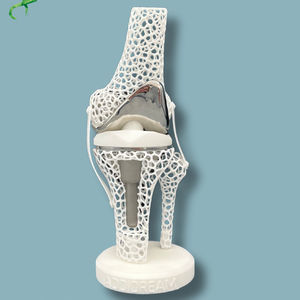 膝盖解剖模型