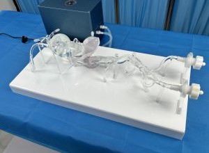 股骨动脉血管模型 1