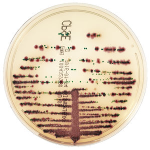 介质试剂试剂 / 抗生素 / 用于微生物学 / 尿液分析