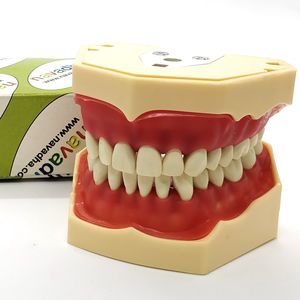 颌骨解剖模型