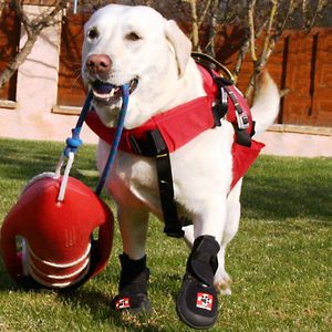 犬用兽用康复靴