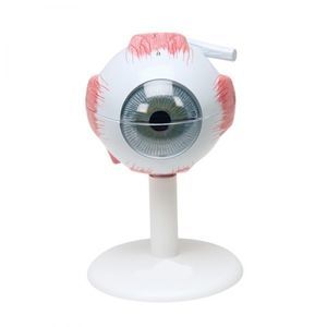 眼睛解剖模型