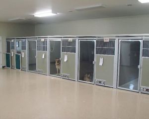 犬用动物笼具