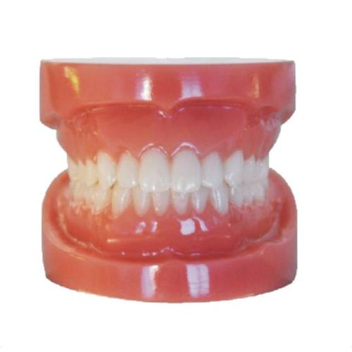 正畸操作训练模具 / 假牙 - Plain20 - Creative Dental - 口腔护理