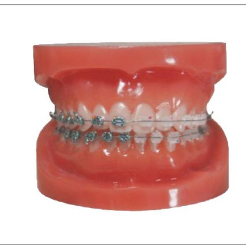 正畸操作训练模具 / 假牙 - Creative Dental - 口腔护理