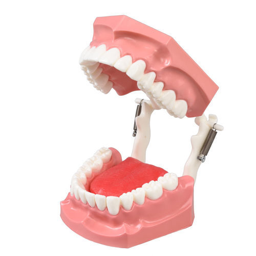 舌头解剖模型 - DM11 - GF DENTAL - 牙龈 / 假牙 / 用于口腔卫生
