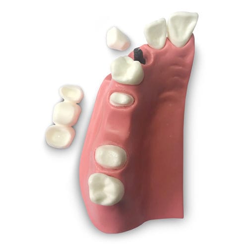假牙解剖模型 - DM23 - GF DENTAL - 牙齿补体 / 演示 / 犬类