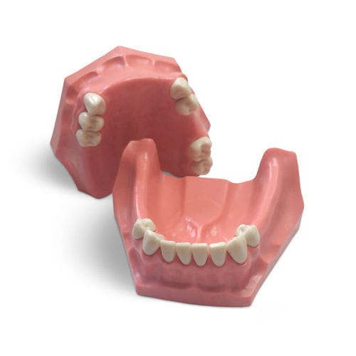 假牙解剖模型 - E01/P - GF DENTAL - 口腔护理 / 培训 / 树脂