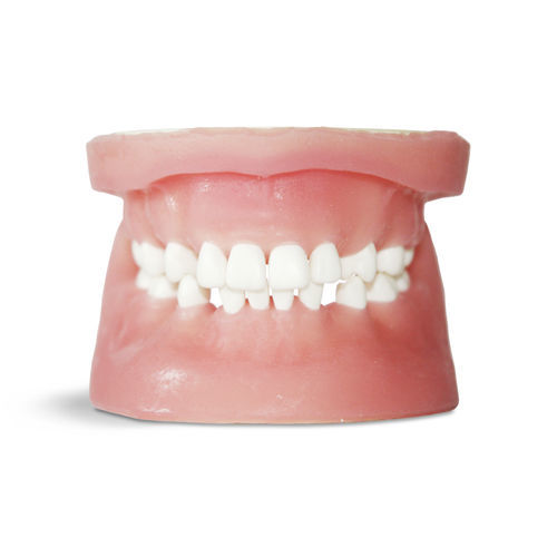 牙龈解剖模型 - E34 - GF DENTAL - 假牙 / 牙科手术 / 用于拔牙