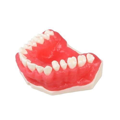 牙龈解剖模型 - E25 - GF DENTAL - 假牙 / 用于牙周 / 教学