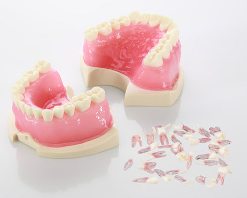 假牙解剖模型 - E08 - GF DENTAL - 根管 / 用于牙髓 / 教学