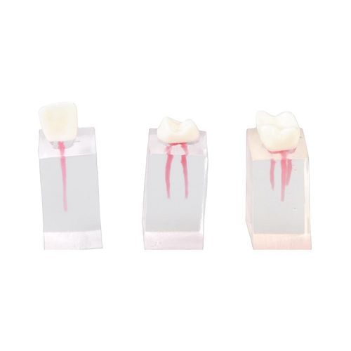 牙齿解剖模型 - E08/C - GF DENTAL - 用于牙髓 / 教学 / 带有神经