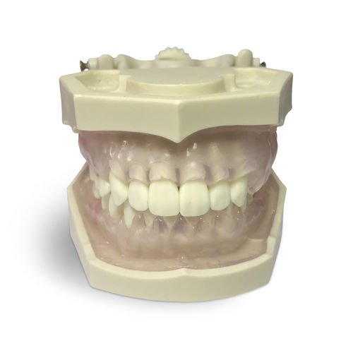 牙龈解剖模型 - E11/GP - GF DENTAL - 假牙 / 用于口腔卫生 / 教学