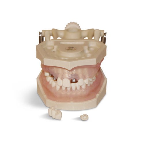 牙龈解剖模型 - E12N - GF DENTAL - 假牙 / 用于口腔卫生 / 教学