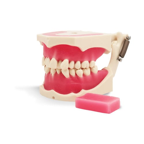 培训模拟器 - E40 - GF DENTAL - 牙齿矫正 / 口腔 / 树脂